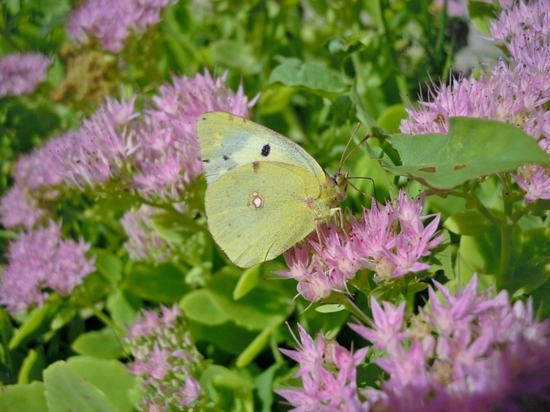 Colias crocea? S, f. helice