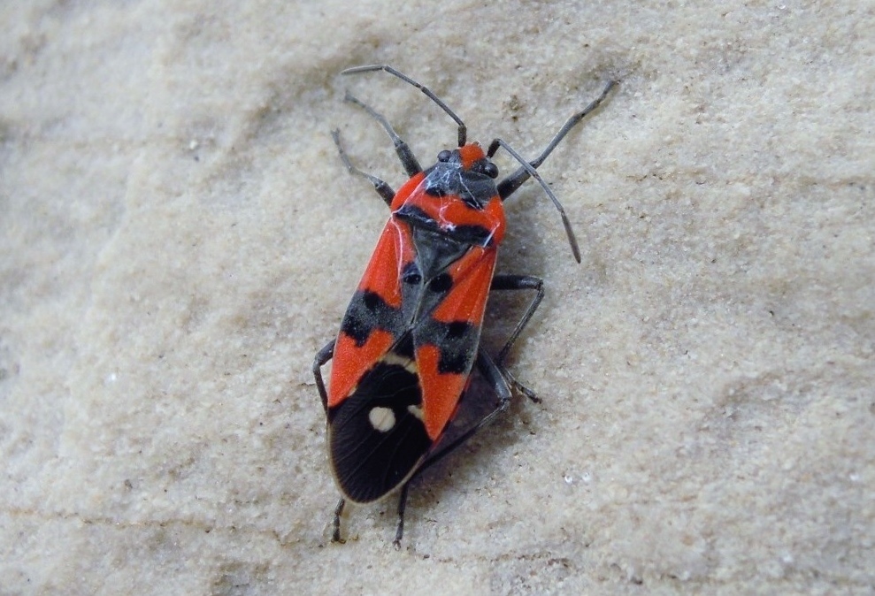 Lygaeidae:  Lygaeus equestris