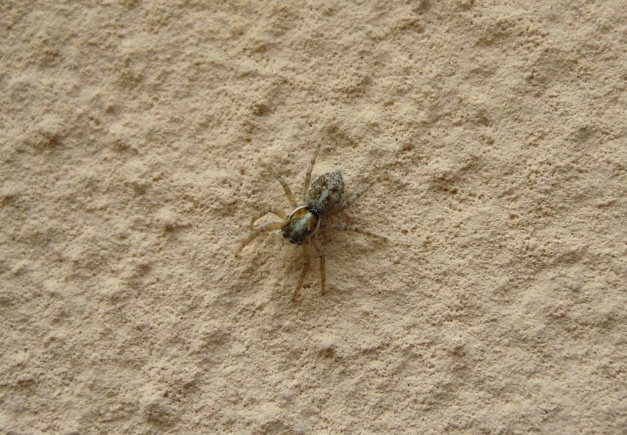 Menemerus semilimbatus - Ome (BS)