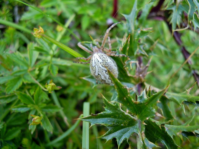 Aculepeira ceropegia  - Passo del Dosso Alto (BS)