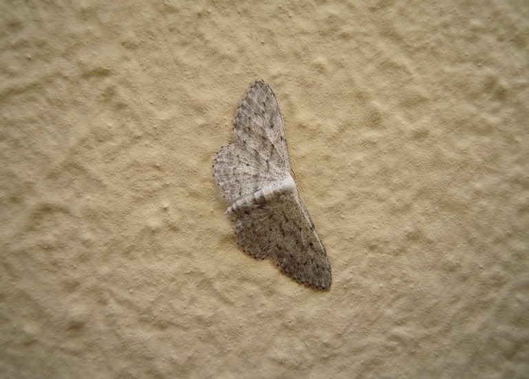 Forse un altro Geometridae sp. S, Idaea seriata