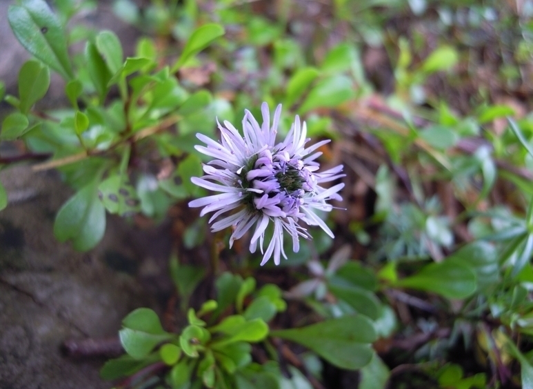 Globularia cordifolia