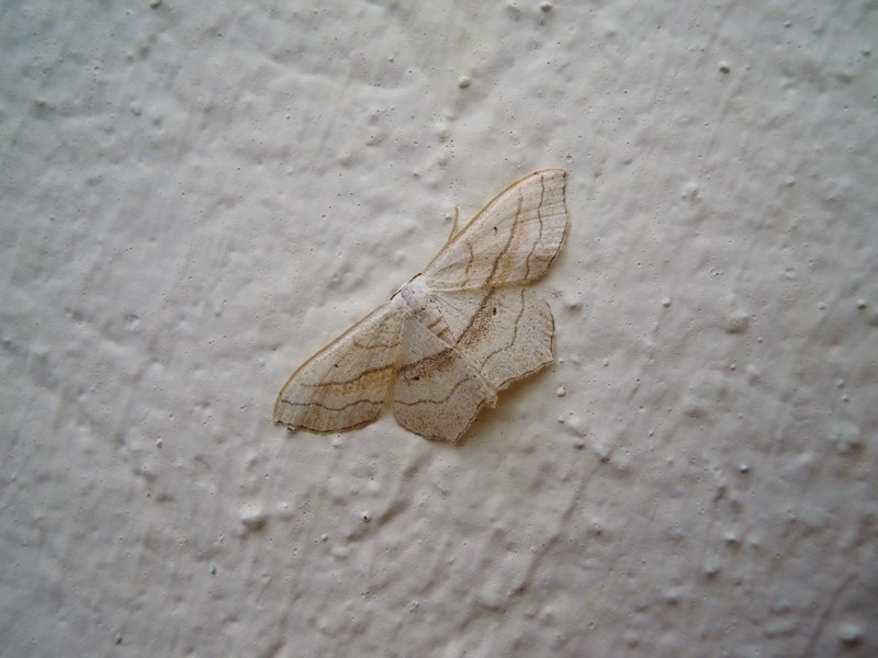 Geometridae Crocallis sp? No, Scopula (Calothysanis) imitaria
