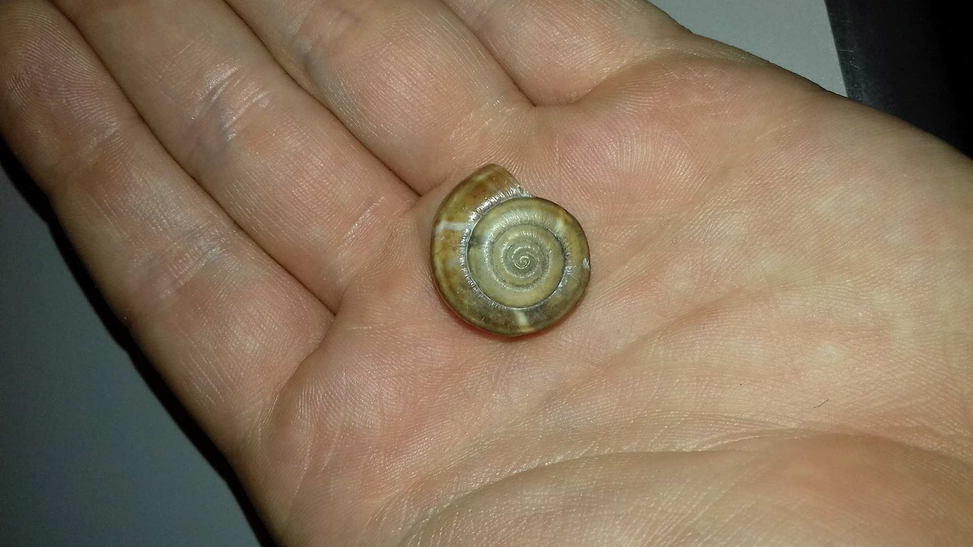 Da identificare: Chilostoma?