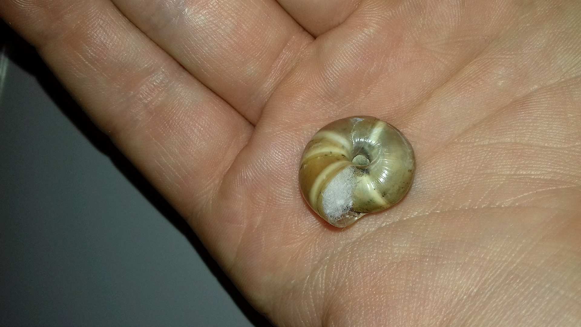 Da identificare: Chilostoma?