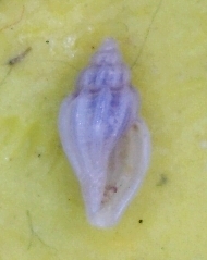 Mangelia Juv.