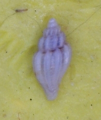 Mangelia Juv.