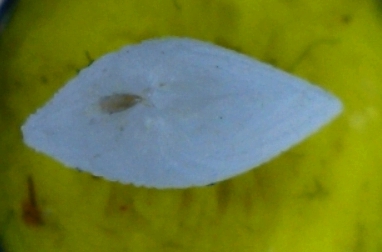 Micro bivalve