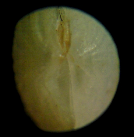 Micro bivalve