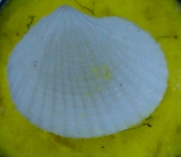 Micro bivalve