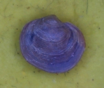 Micro bivalve2