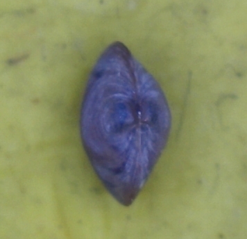 Micro bivalve2