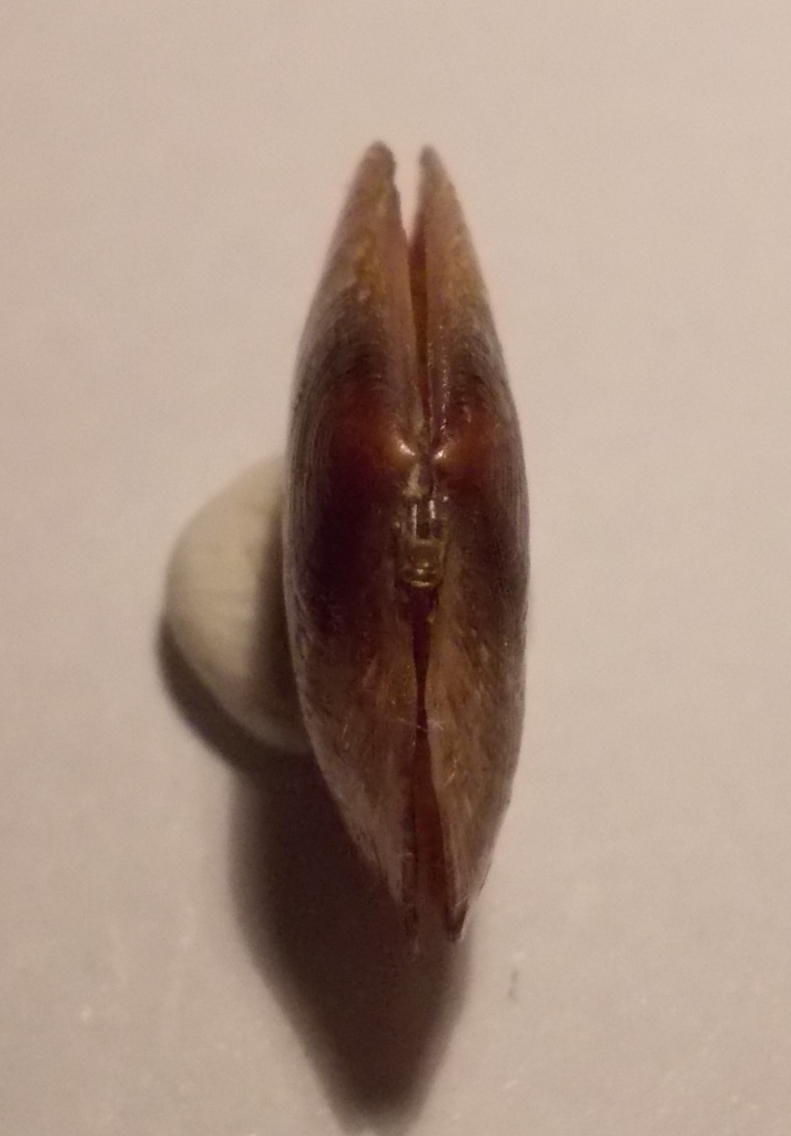 Bivalve da classificare