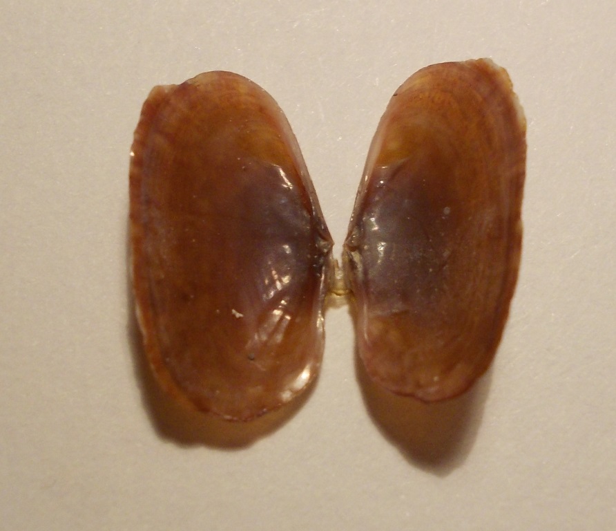 Bivalve da classificare