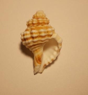 Cymatium corrugatum juv.?