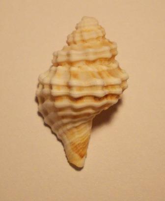 Cymatium corrugatum juv.?