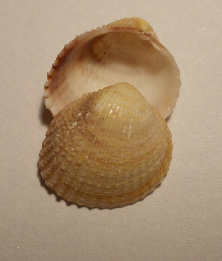 Bivalve da classificare