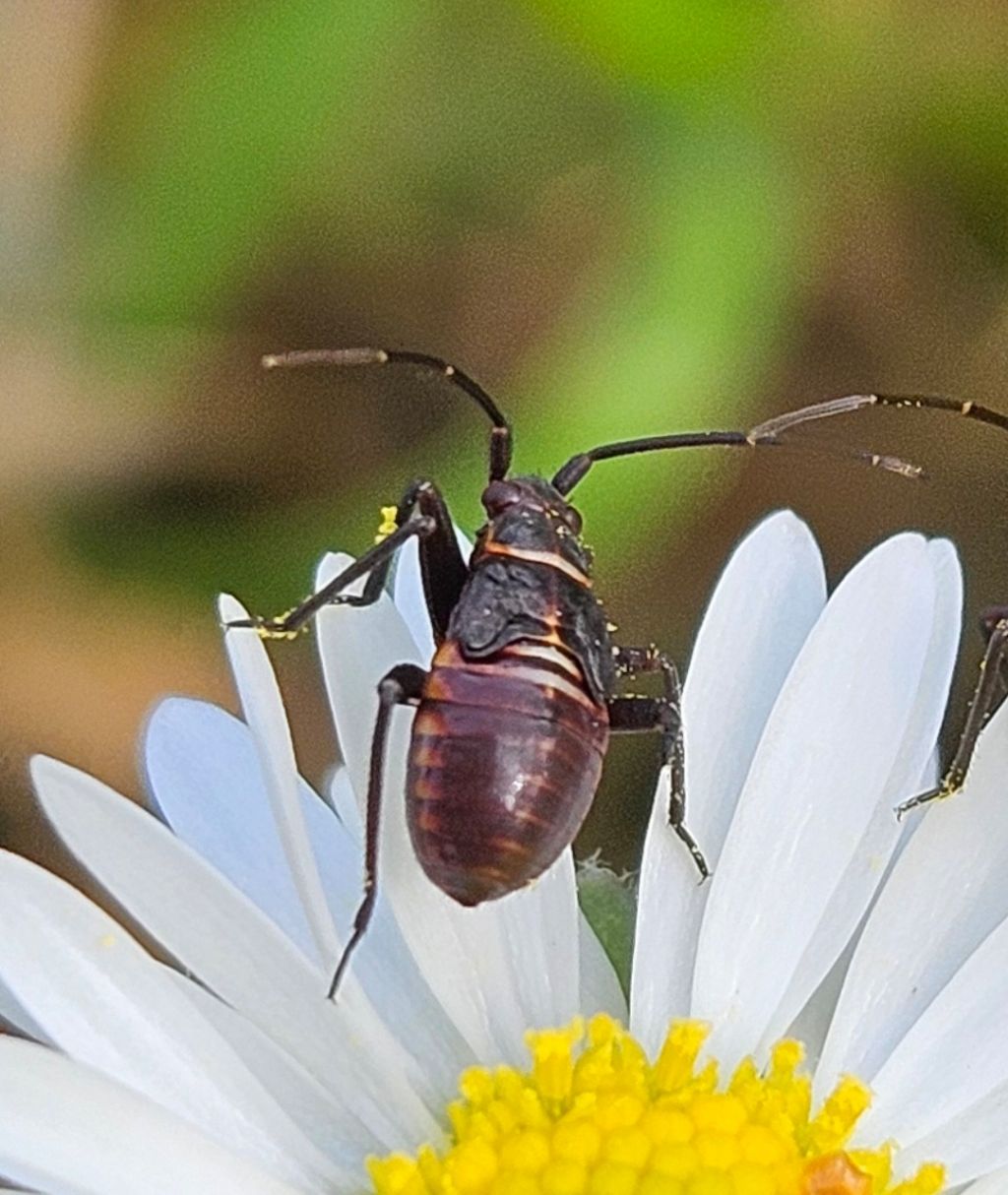 Calocoris nemoralis nymph?