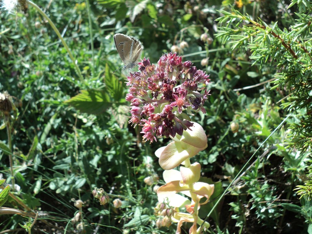 Torgnon (AO): Hylotelephium anacampseros