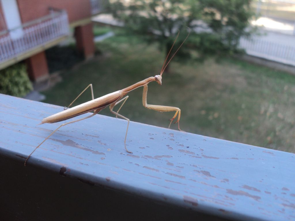 sesso Mantis religiosa