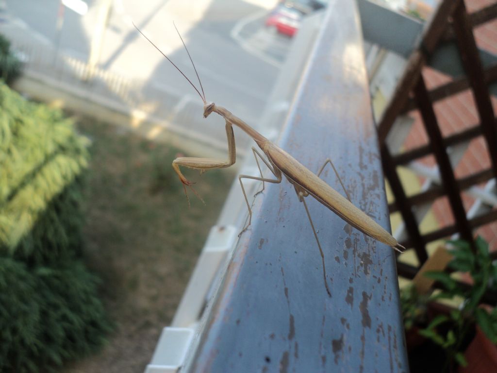 sesso Mantis religiosa