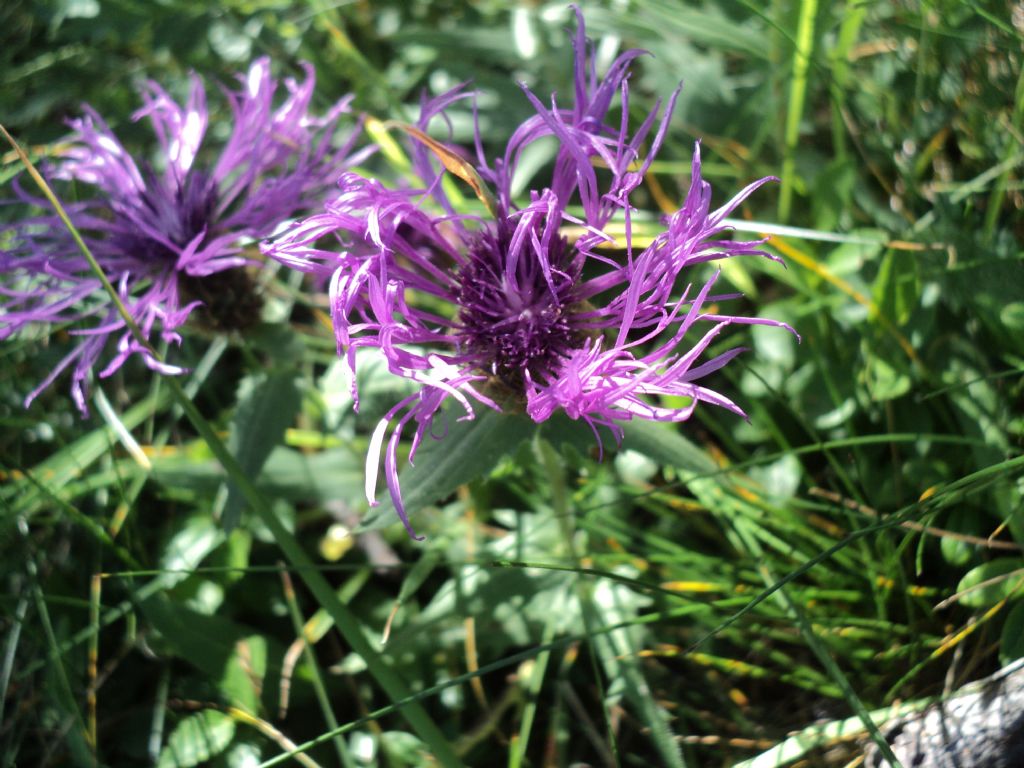 ID erbacea di montagna 3 - cfr. Centaurea uniflora subsp. nervosa