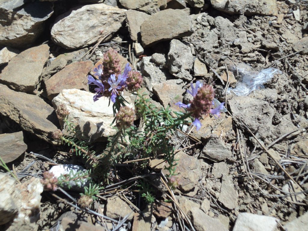 Andora (SV) - Coris monspeliensis