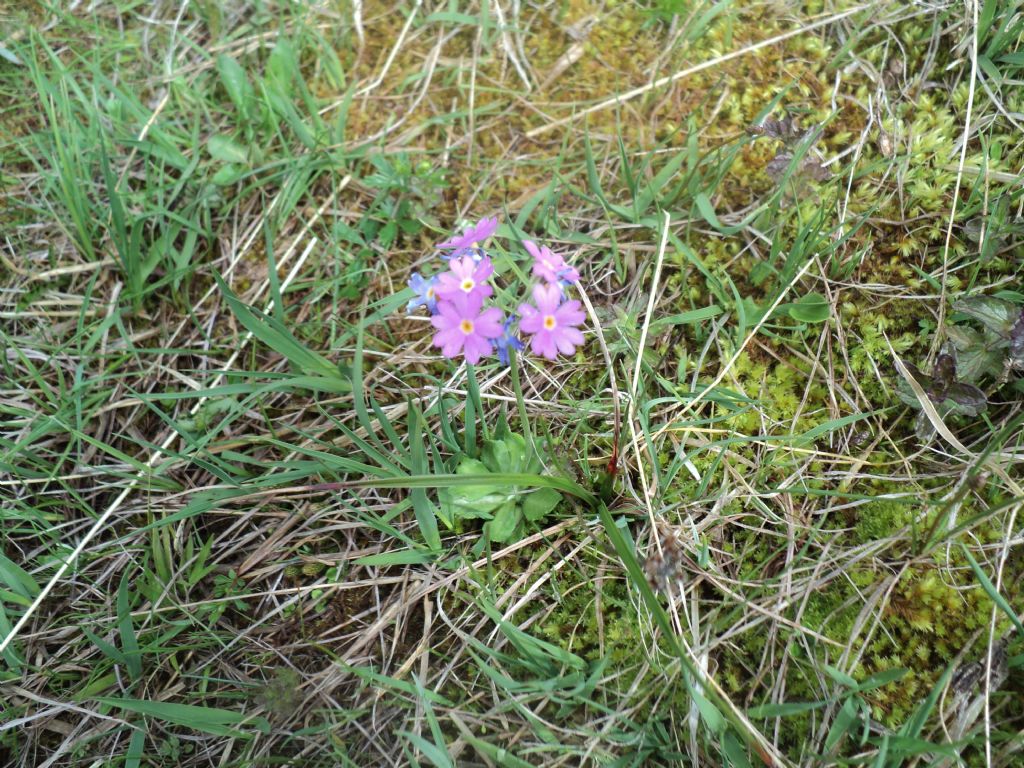 Primula farinosa