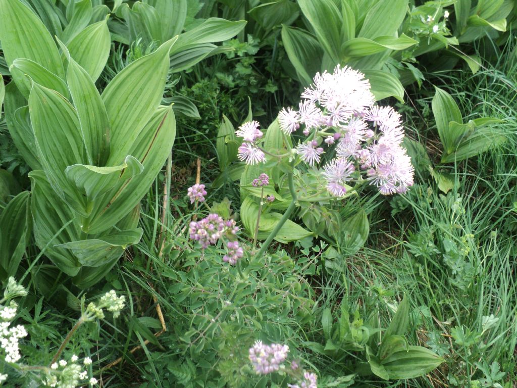 Thalictrum aquilegiifolium e Veratrum album