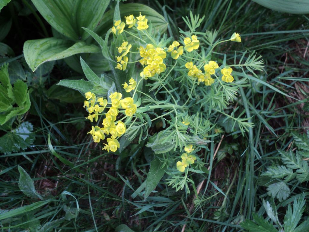 Canton Ticino: Euphorbia cyparissias