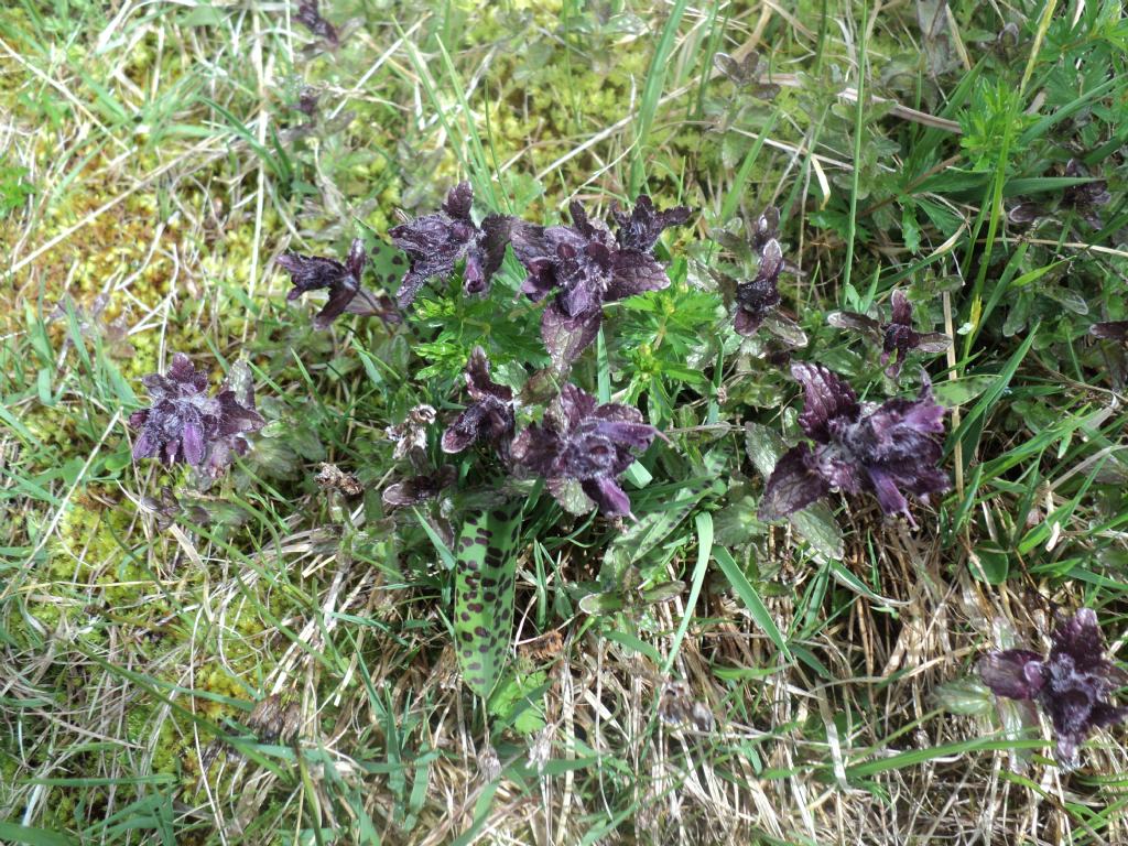 Canton Ticino - Bartsia alpina
