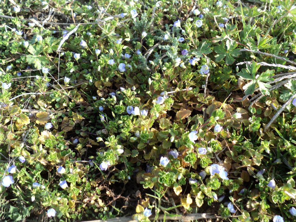 Veronica persica