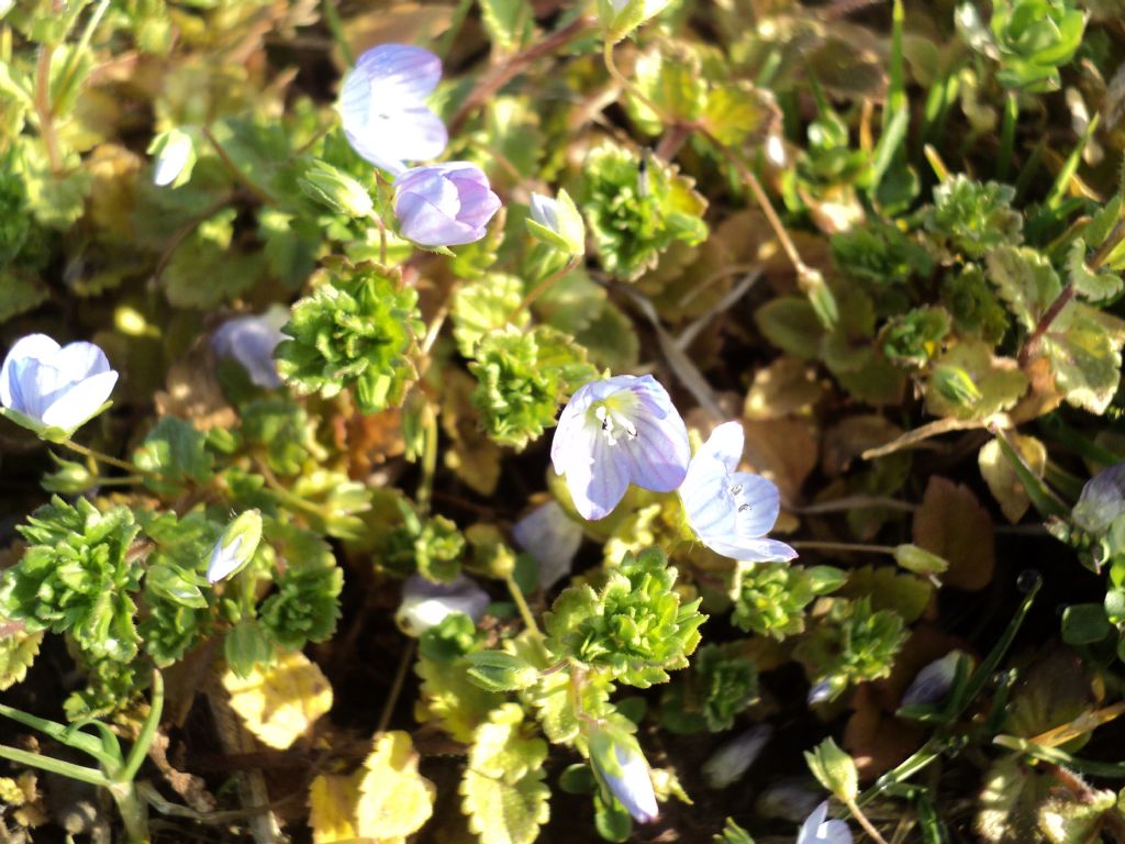 Veronica persica