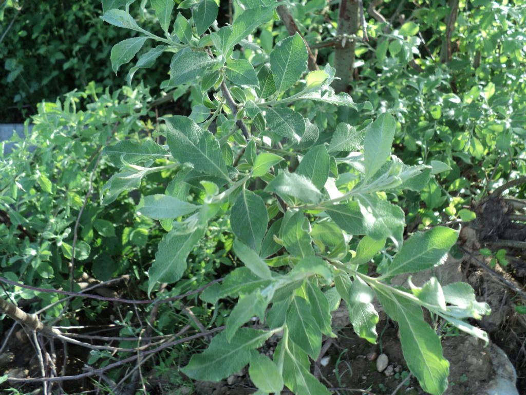 Salix, ma quale?