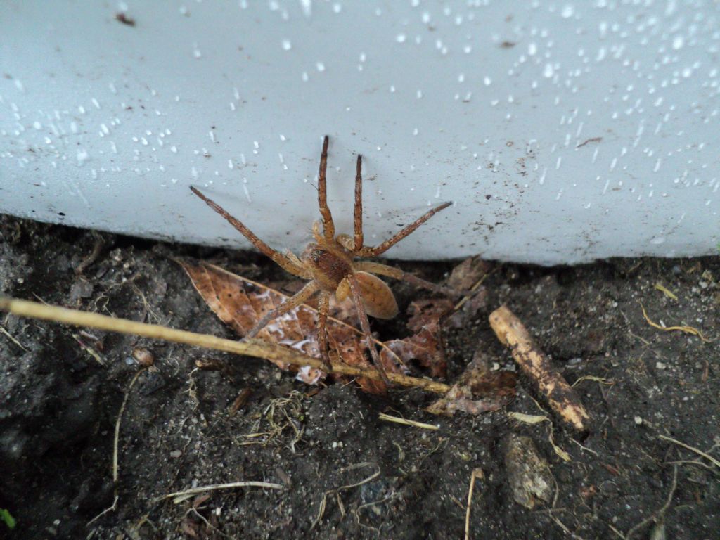 Dolomedes sp. - Arsago Seprio (VA)