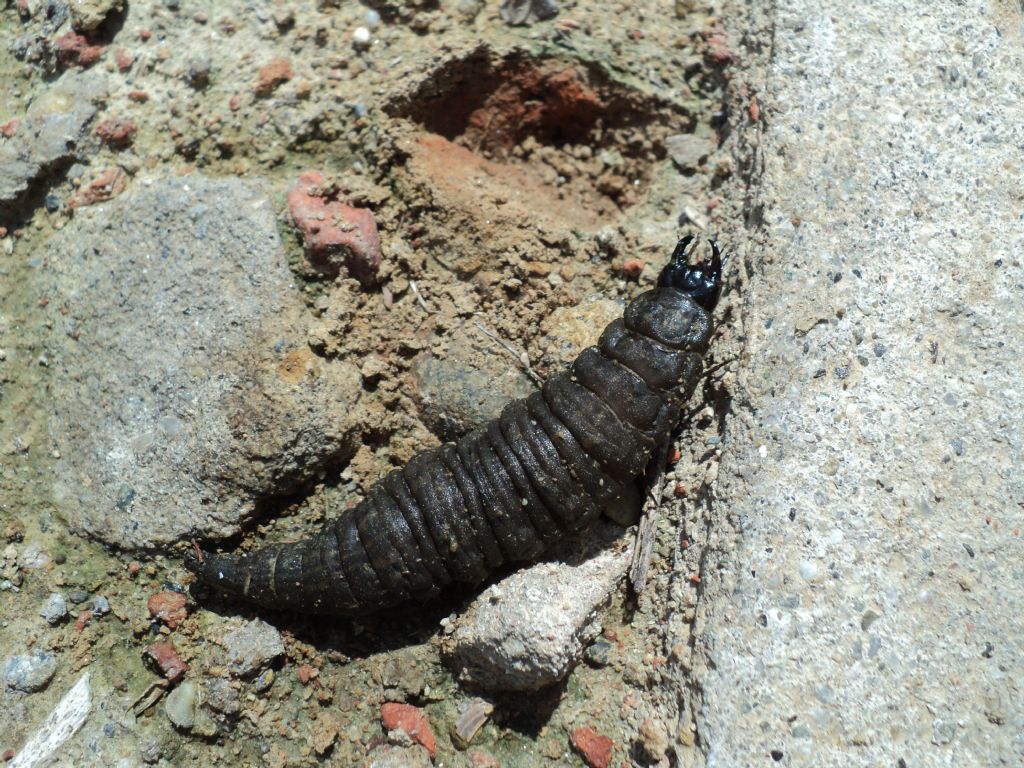 Hydrophilus sp.?