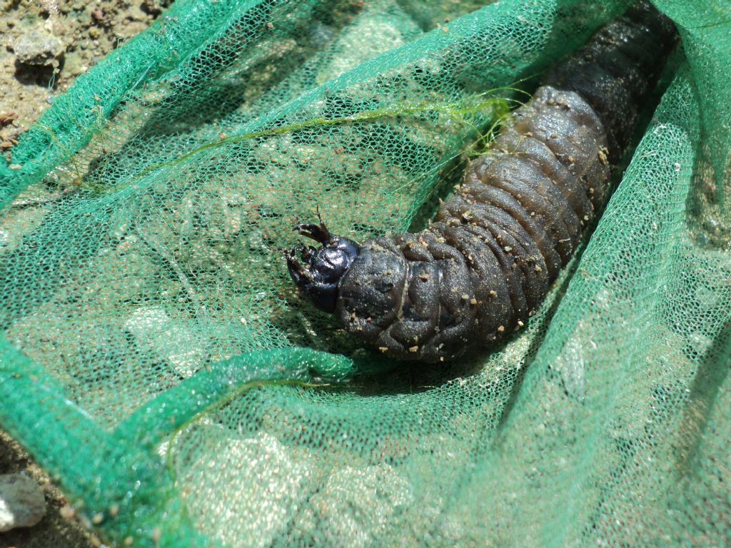 Hydrophilus sp.?
