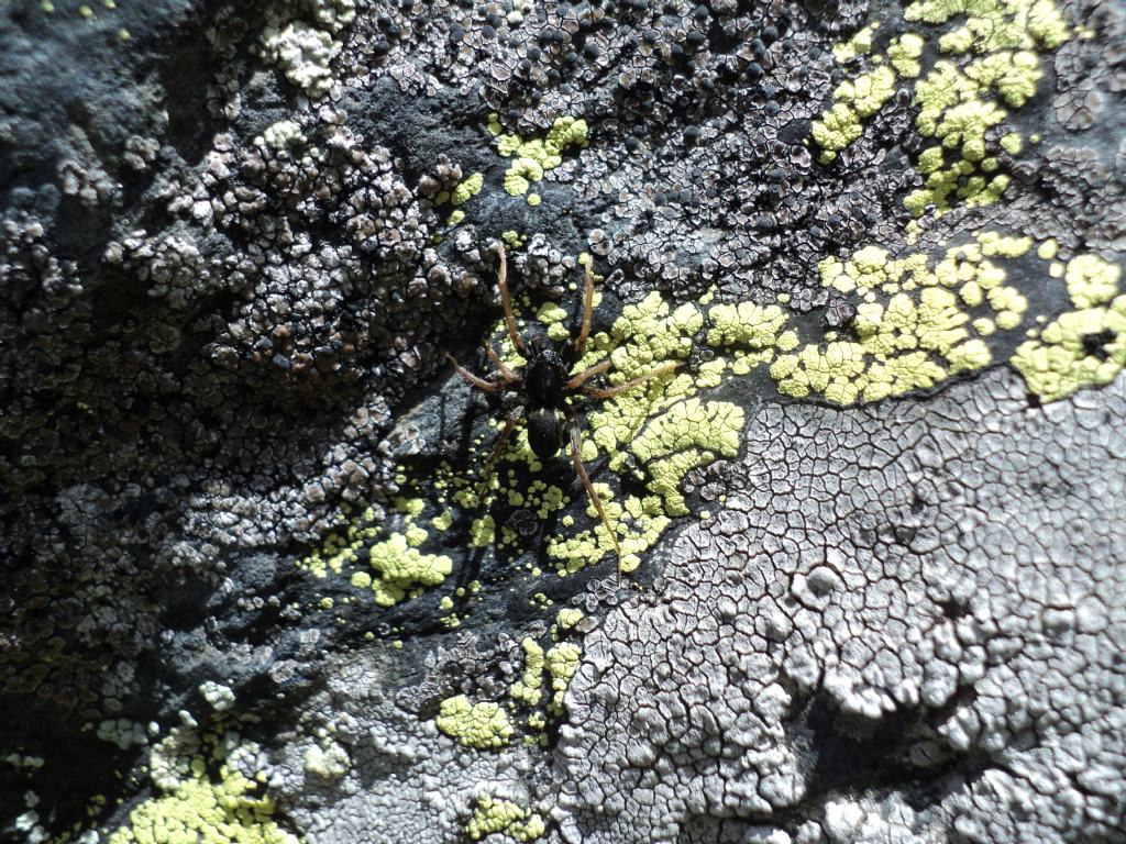 Pardosa sp. - San Bernardo (Valle d''Aosta)