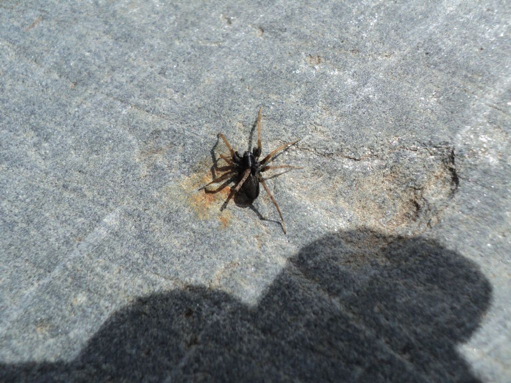 Pardosa sp. - San Bernardo (Valle d''Aosta)
