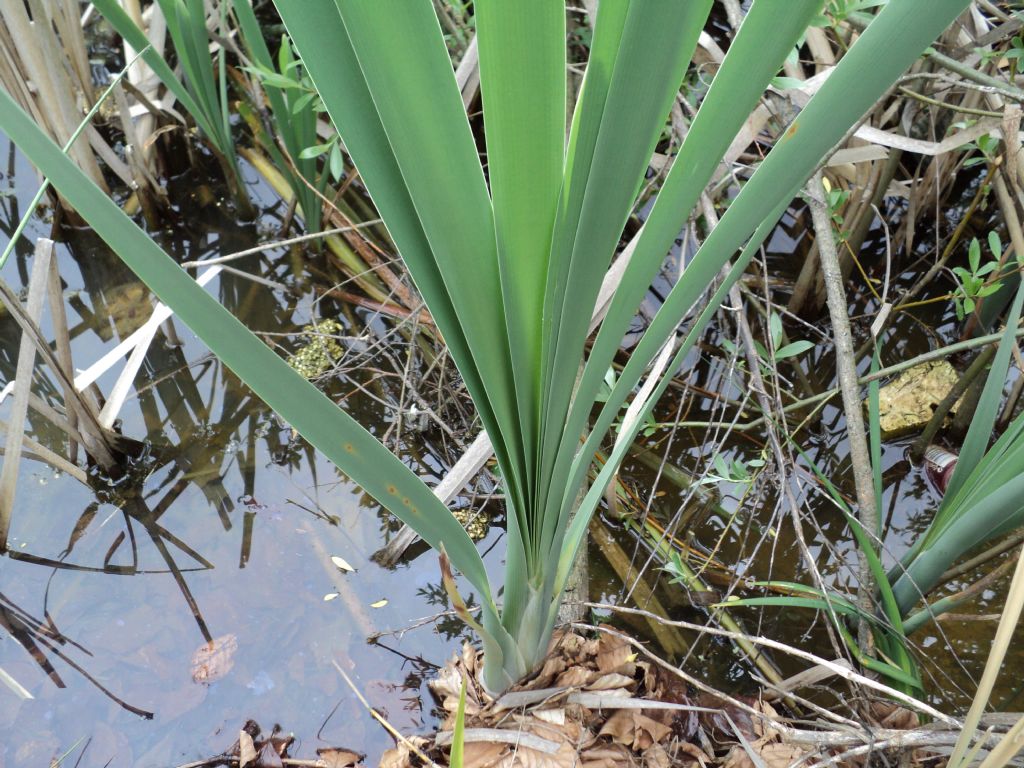 Tipha sp.