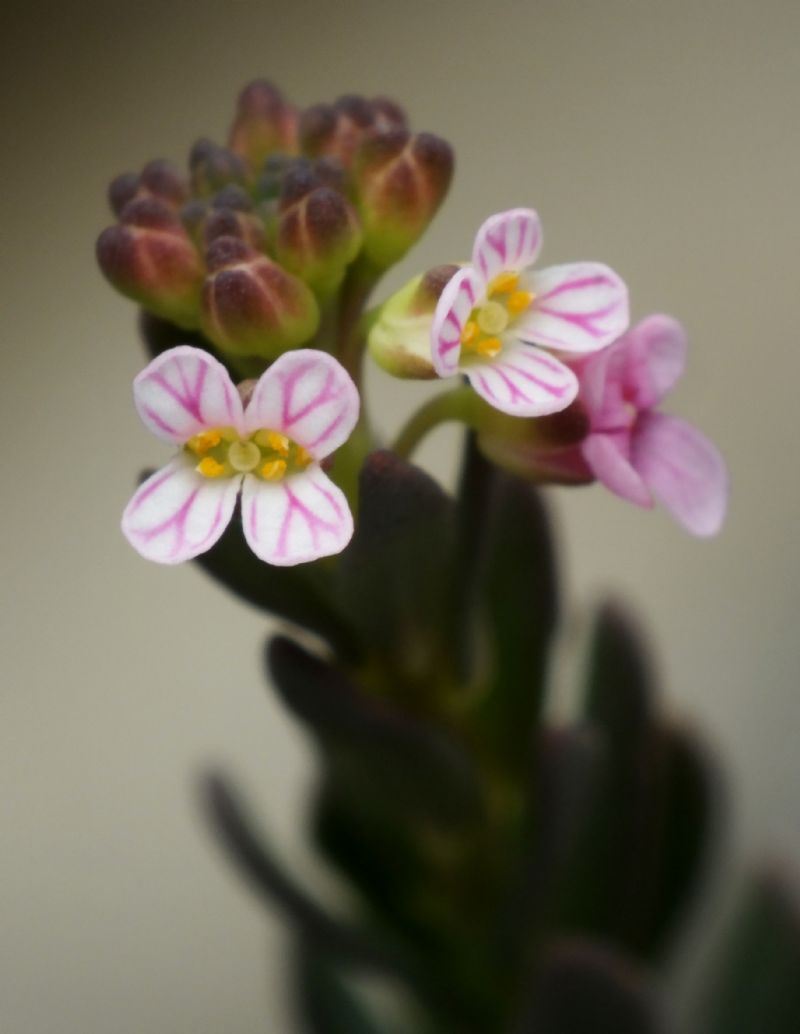 Aethionema saxatile / Erba storna carnicina