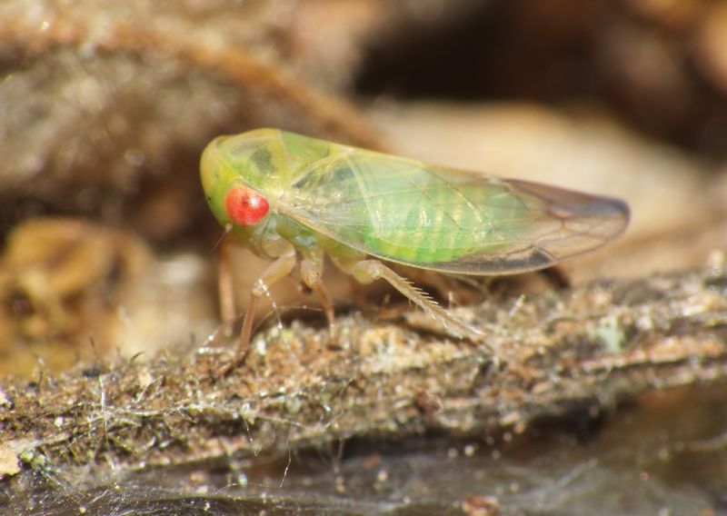 Cicadellidae Idiocerinae