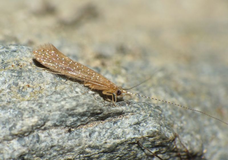 Trichoptera ID:  Setodes argentipunctellus (Leptoceridae)