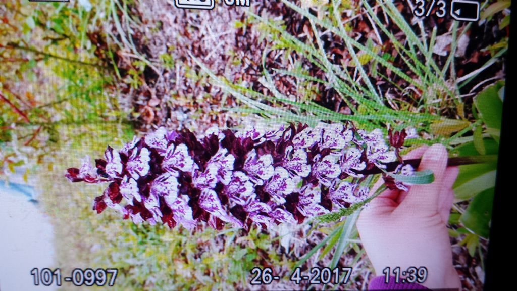 Orchis purpurea