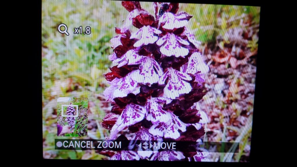 Orchis purpurea