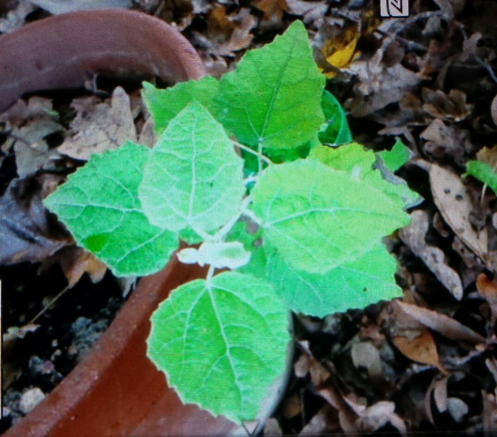 Pollone di che albero?  Populus sp.