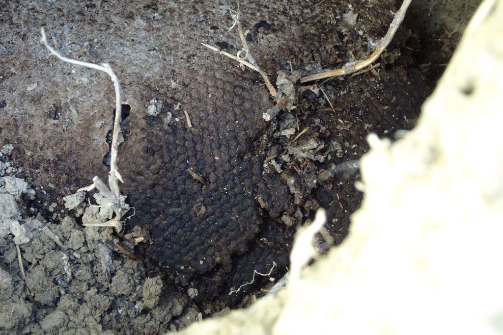 Che diamine e''? Sembra di rettile