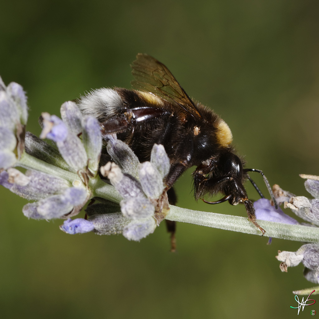 Bombus terrestris - Mostruosit o mia ignoranza?