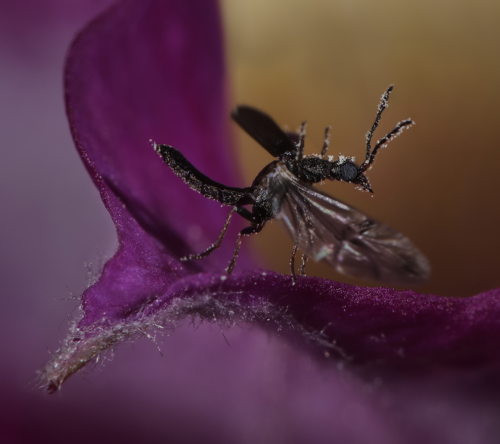 Dasytidae:  Dasytes cfr. plumbeus, maschio