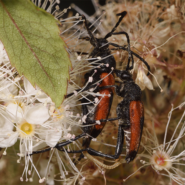Cerambycidae: Stictoleptura cordigera cordigera